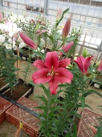 [4189 Palazzo VWS No01.JPG]